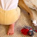 小さな女の子が『犬…