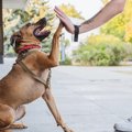 犬を迎えてからドッ…