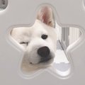 『子犬に何気なくカ…