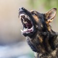 犬が本気でキレた時…