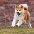『日本犬』特有の共…