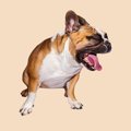 犬が『胃液』を吐く3…