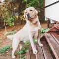 ラブラドールの関節…