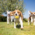 伊豆に犬と出かけた…