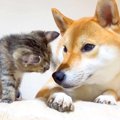 『犬と子猫たち』一…