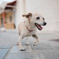 犬が『足を引きずっ…