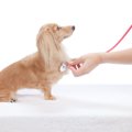 犬を病院へ連れて行…