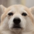 犬のトラウマを消し…