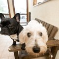 体格差のある犬を多…