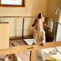 犬が『こっちに来て…