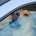 車の中でぐったりし…