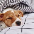 犬が『添い寝』して…