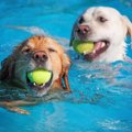 犬のための『サービ…