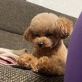 全犬共通？飼い主が…