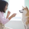 柴犬の歯磨きの仕方…