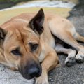 犬のふらつきの原因…