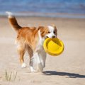 『寿命が長い犬』の…