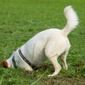 犬が散歩中にする『…