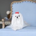 マルチーズ｜犬種の…