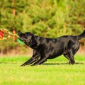 犬と「引っ張りっこ…