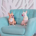 犬が骨折しやすくな…