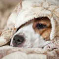 犬の機嫌が悪くなる…