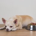 【獣医師執筆】犬の…