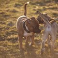犬がドッグランで匂…