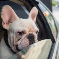 愛犬が「車酔い」を…