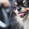 チワワの心臓病は10…