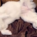 お散歩が苦手な犬に…
