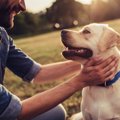 犬は飼い主に話しか…