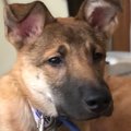 『表情が暗かった犬…