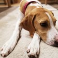 なぜ？犬が飼い主の…