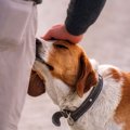 犬が『臭いもの』を…