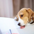 犬がポテチの袋で危…