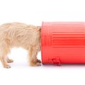 犬が狭い場所に顔を…
