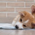 犬が『トイレの上で…