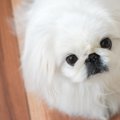 犬にするべきではな…