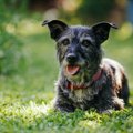 犬の『終活』ですべ…