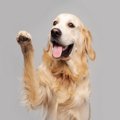 犬が『甘えたい』と…