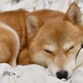 犬が『我慢』をして…