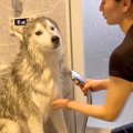 ハスキー犬をお風呂…