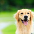 おとなしい犬の見つ…