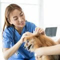 犬が耳掃除を嫌がる…