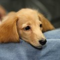 『甘え上手な犬』が…