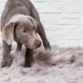犬が不信感を抱いて…