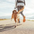 なぜ犬は散歩中に足…