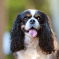 犬が『頭を押し付け…