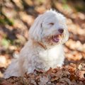 犬が透明な泡を吐く…